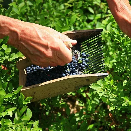 Panda La Sylve * Tenneville