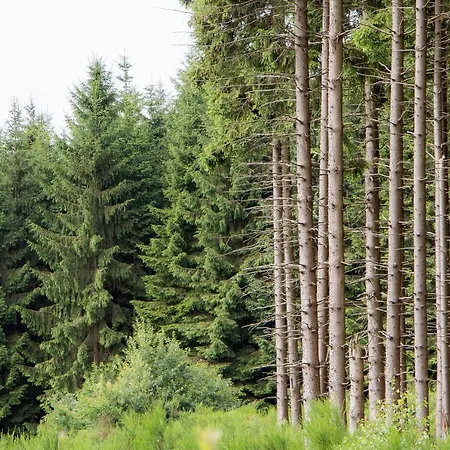 Panda La Sylve * Tenneville