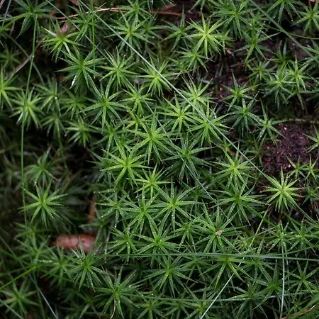 Panda La Sylve Casa vacanze