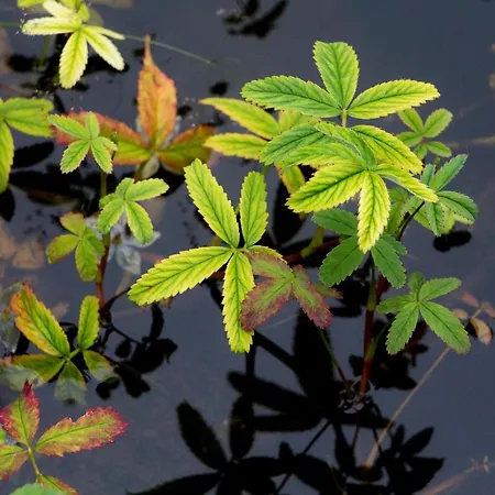 Casa vacanze Panda La Sylve *