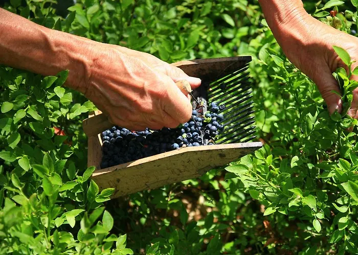 Panda La Sylve * טנוויל